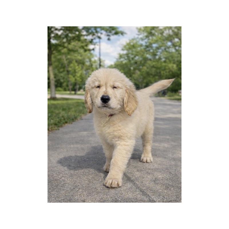 販売中の千葉県のゴールデンレトリーバー-449639の3枚目