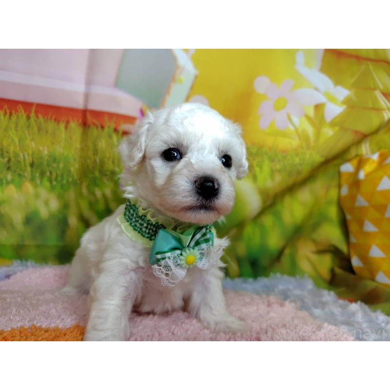 販売中の神奈川県のビションフリーゼ-449638の5枚目