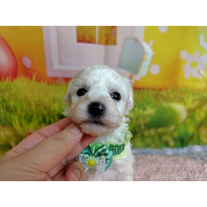 販売中の神奈川県のビションフリーゼ-449638の4枚目