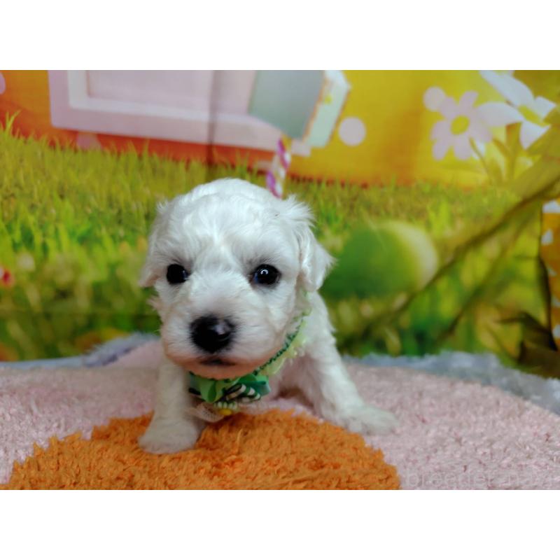 販売中の神奈川県のビションフリーゼ-449638の3枚目