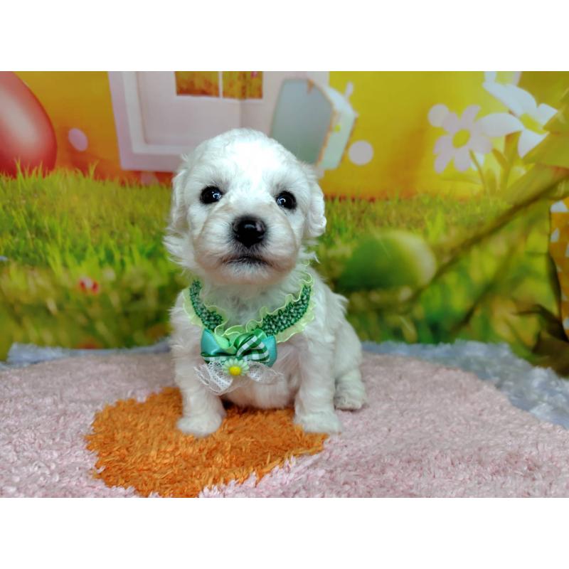 販売中の神奈川県のビションフリーゼ-449638の2枚目