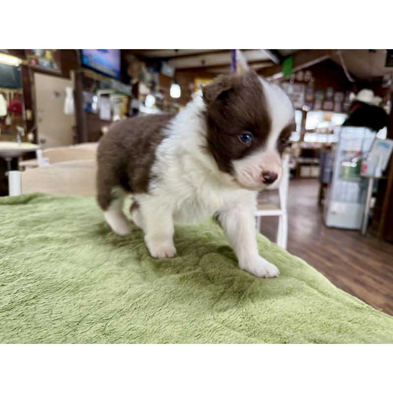 販売中の長野県のボーダーコリー-449640の7枚目