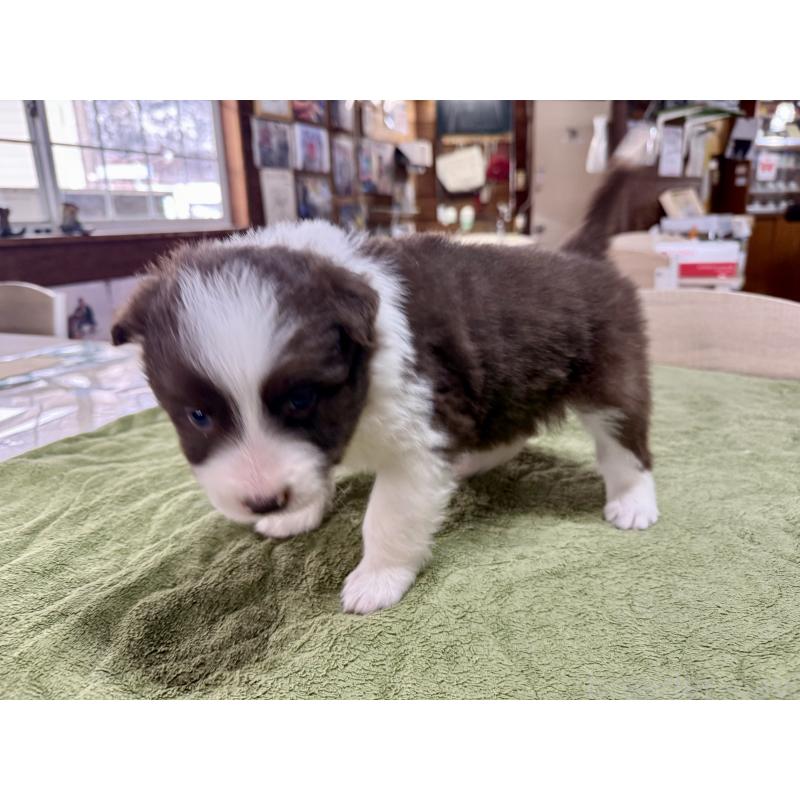 販売中の長野県のボーダーコリー-449640の6枚目