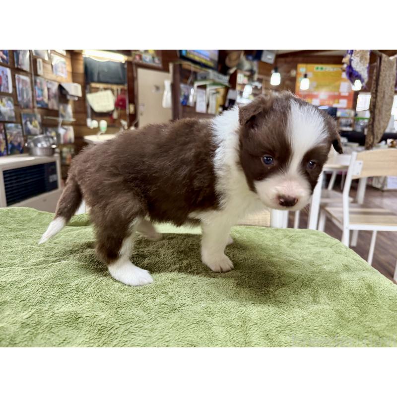 販売中の長野県のボーダーコリー-449640の5枚目