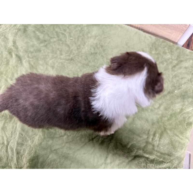 販売中の長野県のボーダーコリー-449640の4枚目