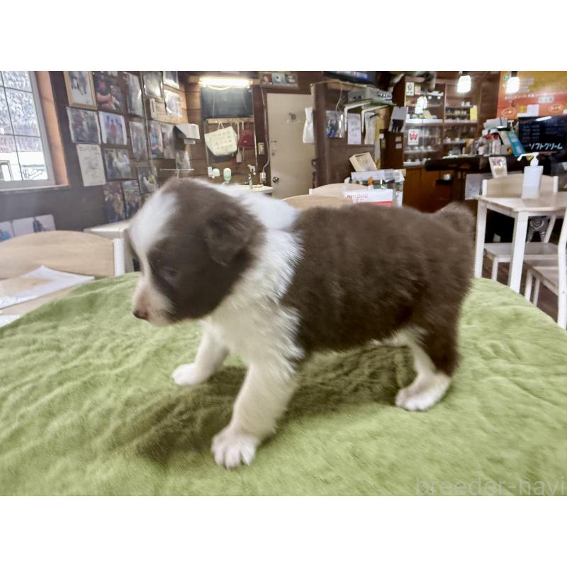 販売中の長野県のボーダーコリー-449640の3枚目