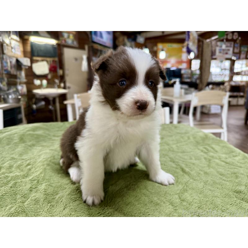 販売中の長野県のボーダーコリー-449640の2枚目