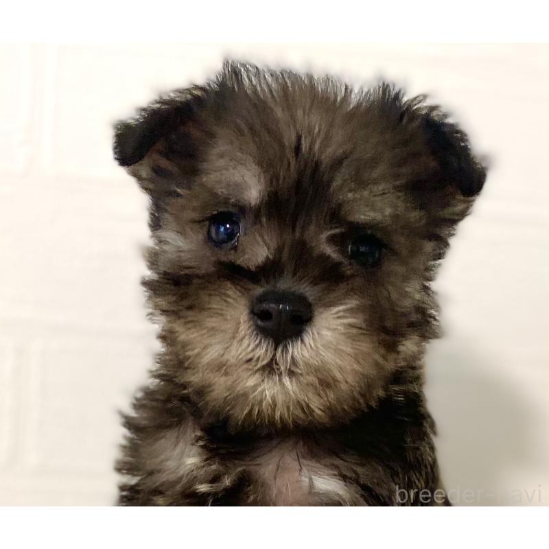 販売中の静岡県のミニチュアシュナウザー-449641の6枚目