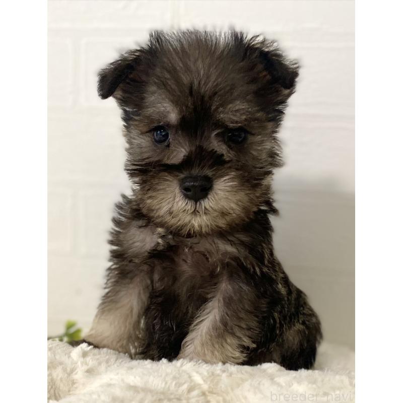 販売中の静岡県のミニチュアシュナウザー-449641の5枚目