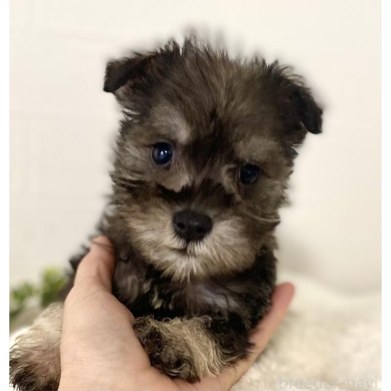 販売中の静岡県のミニチュアシュナウザー-449641の3枚目