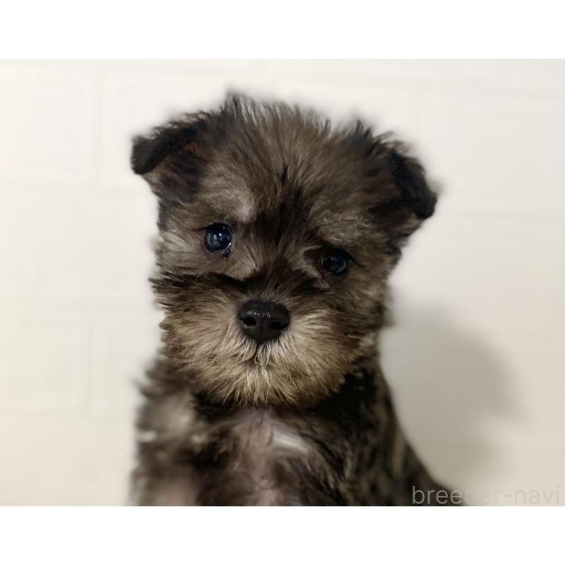 販売中の静岡県のミニチュアシュナウザー-449641の2枚目