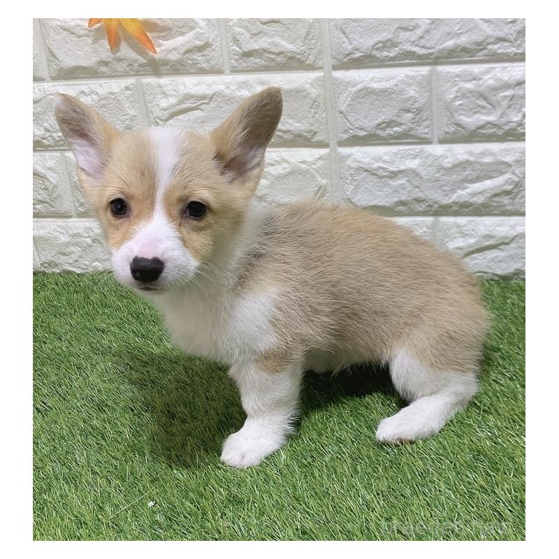 販売中の愛知県のウェルシュコーギーペンブローク-449642の5枚目