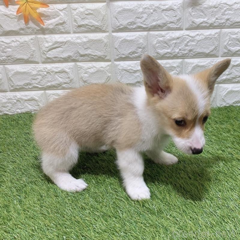 販売中の愛知県のウェルシュコーギーペンブローク-449642の4枚目