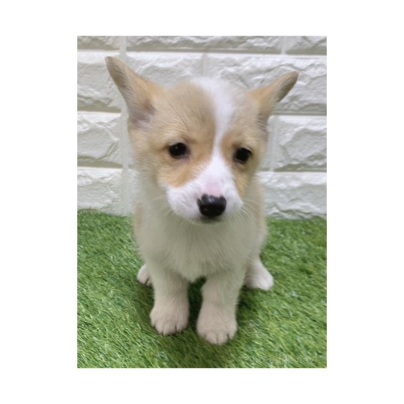 販売中の愛知県のウェルシュコーギーペンブローク-449642の3枚目