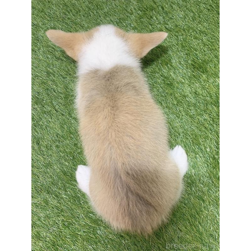 販売中の愛知県のウェルシュコーギーペンブローク-449642の2枚目