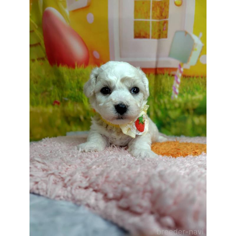 販売中の神奈川県のビションフリーゼ-449643の5枚目