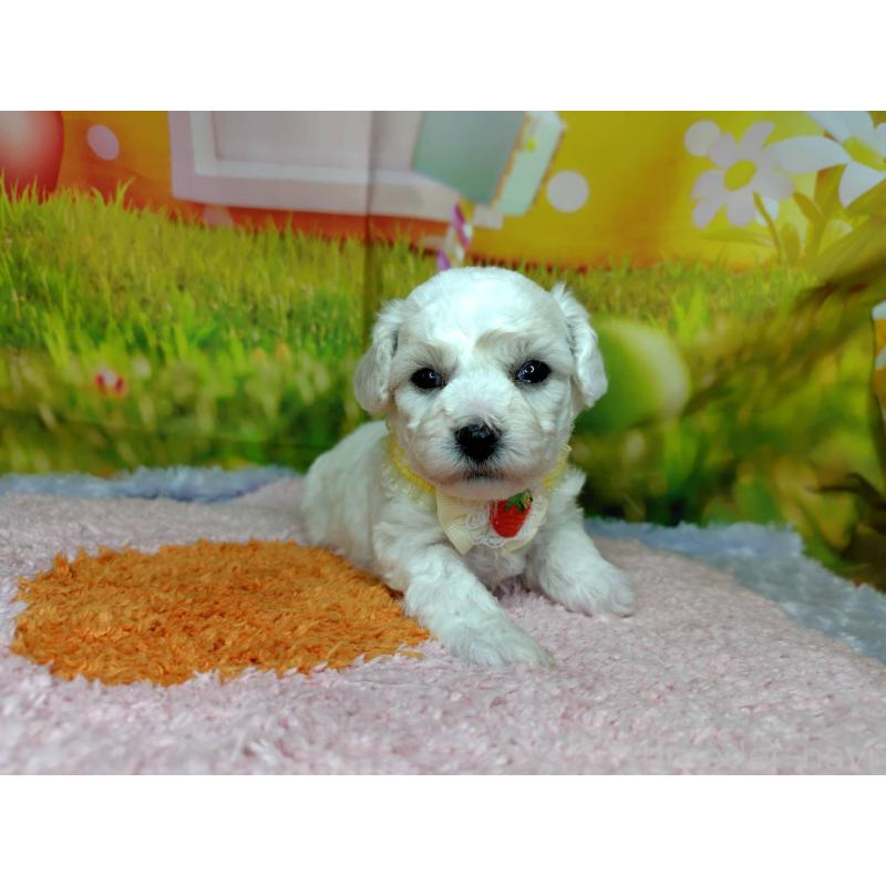 販売中の神奈川県のビションフリーゼ-449643の4枚目