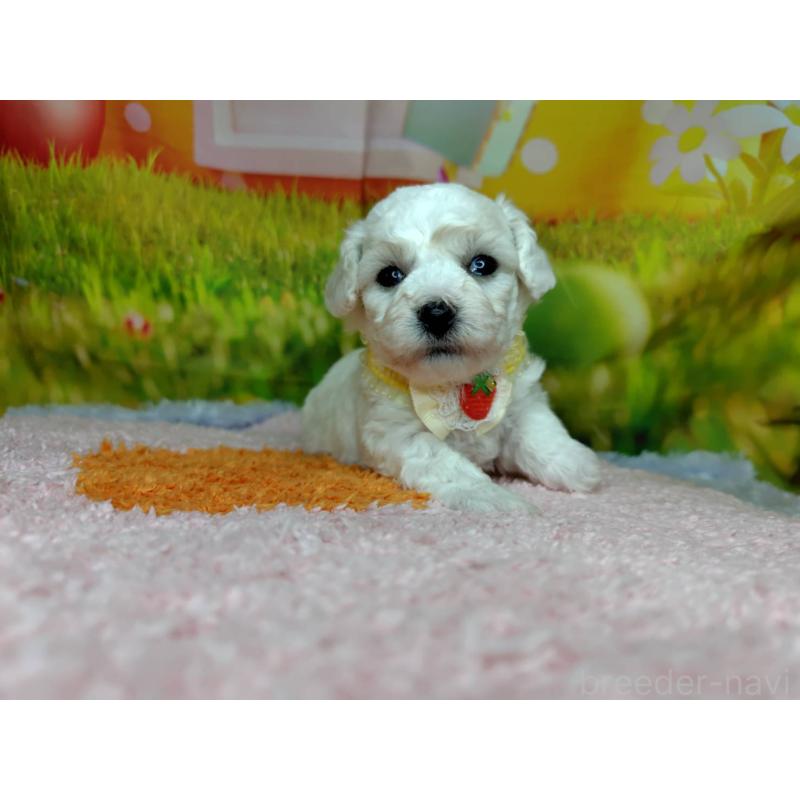 販売中の神奈川県のビションフリーゼ-449643の3枚目