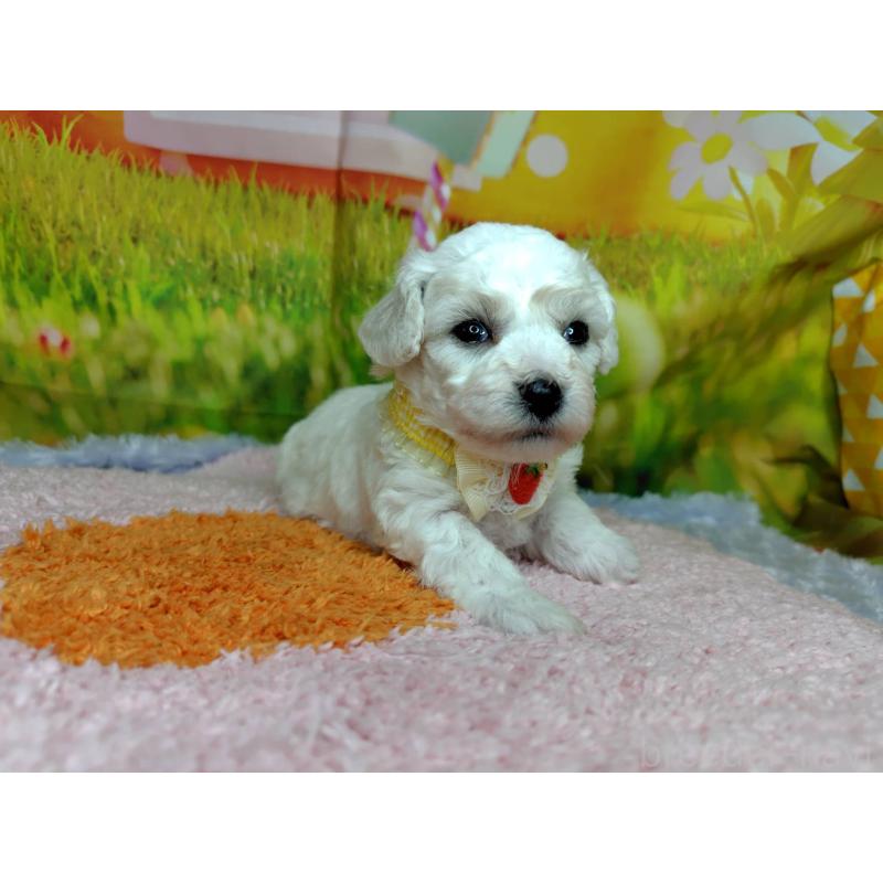 販売中の神奈川県のビションフリーゼ-449643の2枚目