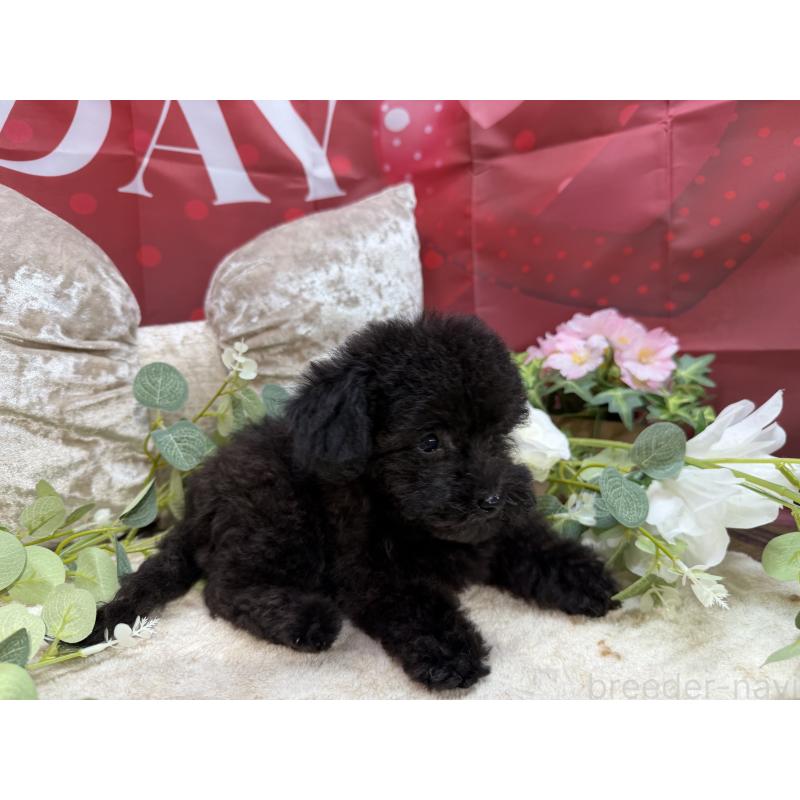 販売中の埼玉県のトイプードル-449645の9枚目