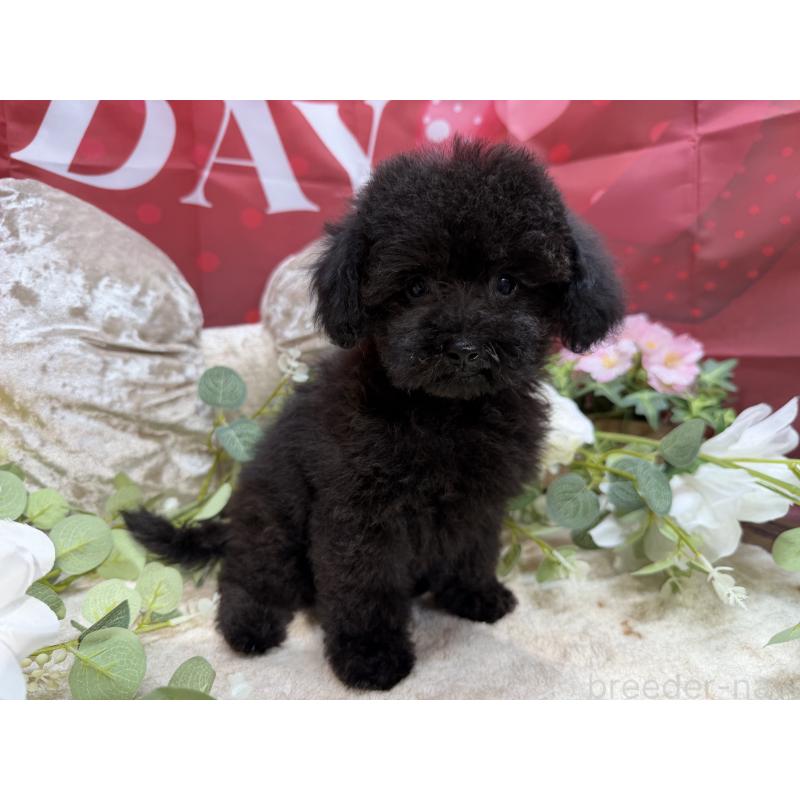 販売中の埼玉県のトイプードル-449645の8枚目