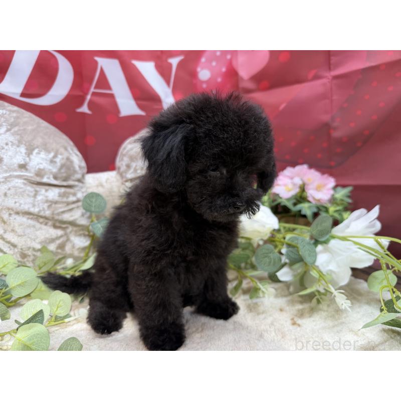 販売中の埼玉県のトイプードル-449645の6枚目