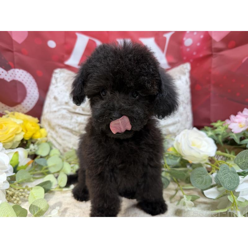 販売中の埼玉県のトイプードル-449645の5枚目