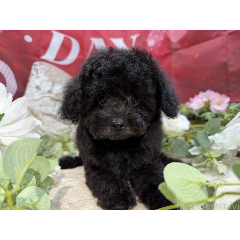 販売中の埼玉県のトイプードル-449645の4枚目