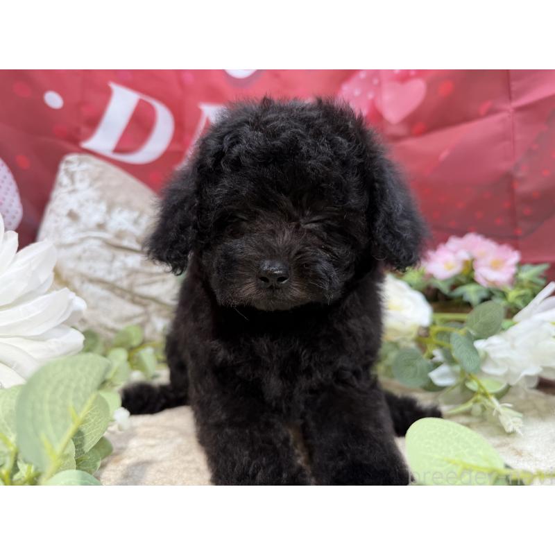 販売中の埼玉県のトイプードル-449645の3枚目