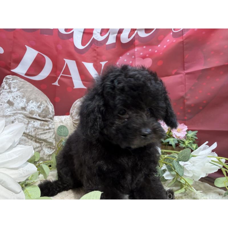 販売中の埼玉県のトイプードル-449645の2枚目