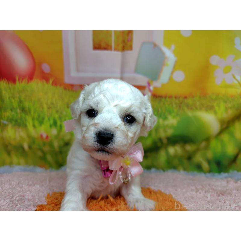 販売中の神奈川県のビションフリーゼ-449644の5枚目