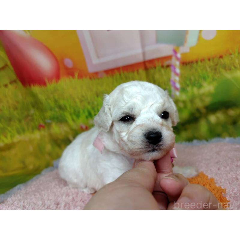 販売中の神奈川県のビションフリーゼ-449644の3枚目