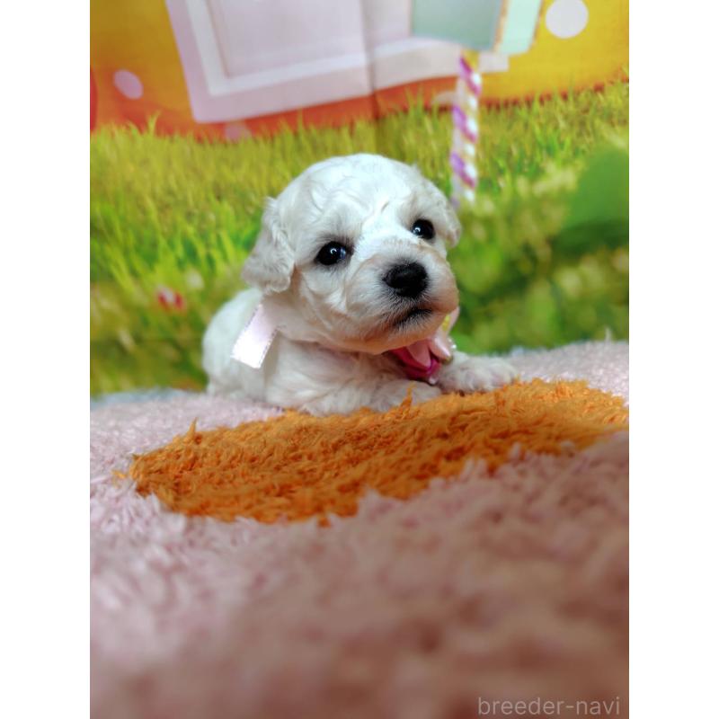 販売中の神奈川県のビションフリーゼ-449644の2枚目