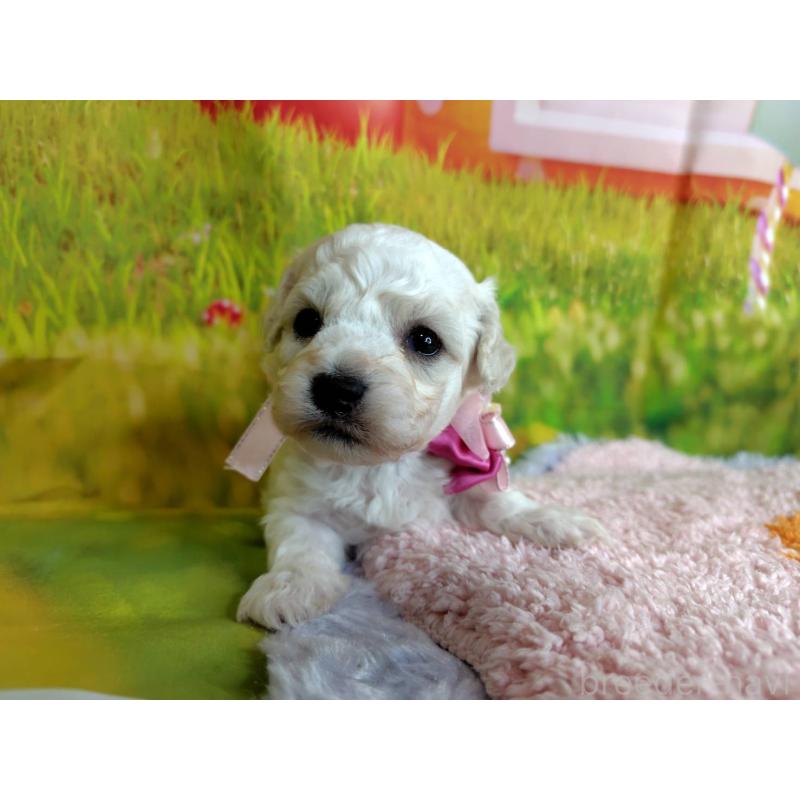 販売中の神奈川県のビションフリーゼ-449644