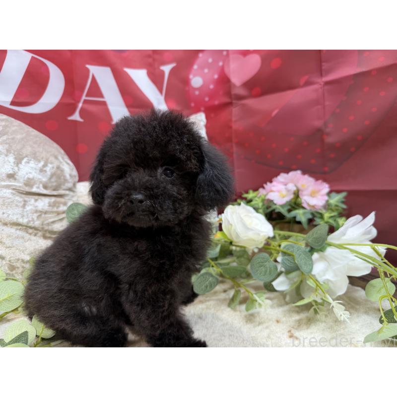 販売中の埼玉県のタイニープードル-420872の8枚目