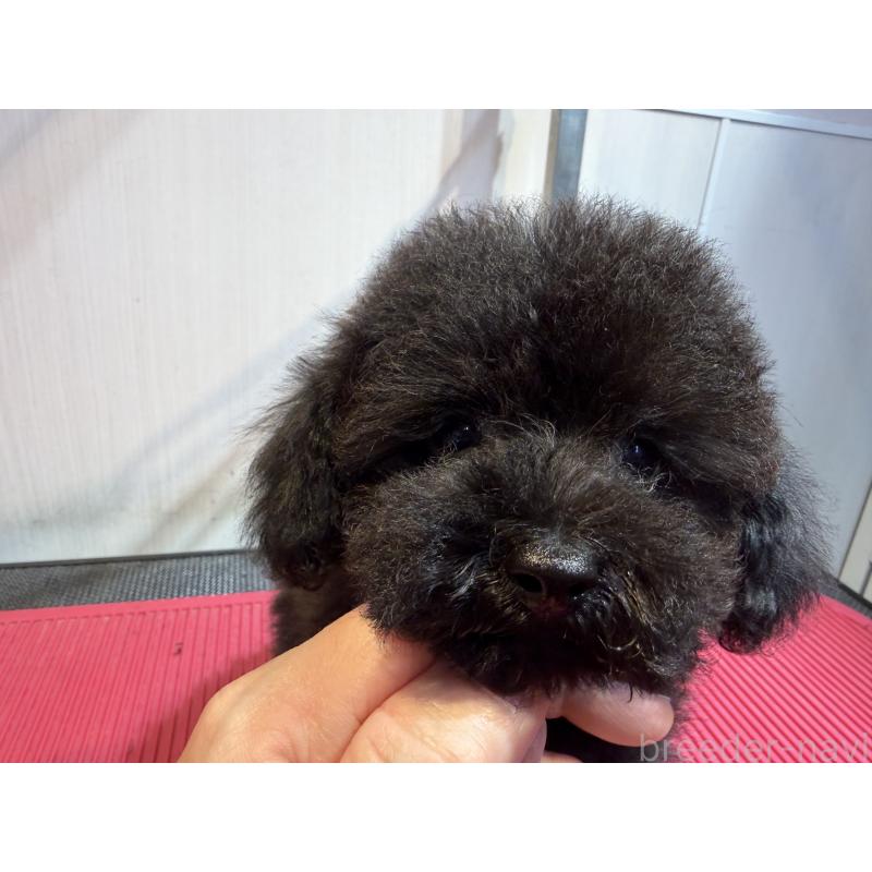 販売中の埼玉県のタイニープードル-420872の6枚目