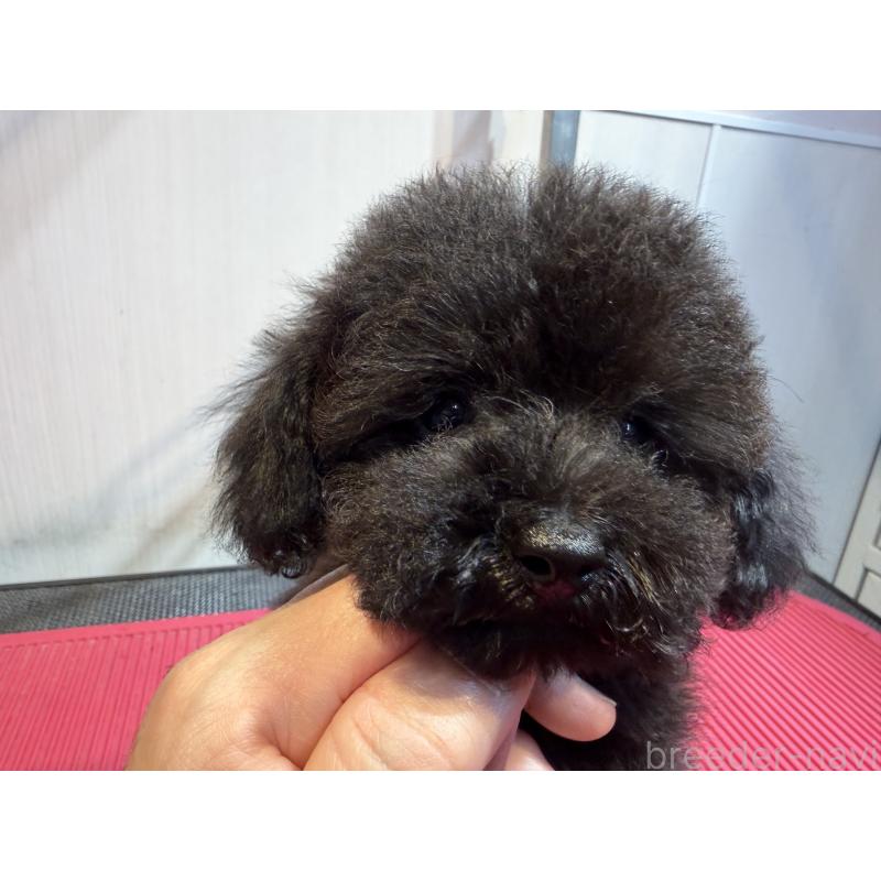 販売中の埼玉県のタイニープードル-420872の5枚目