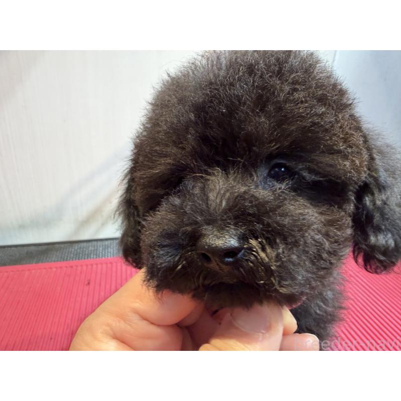 販売中の埼玉県のタイニープードル-420872の4枚目