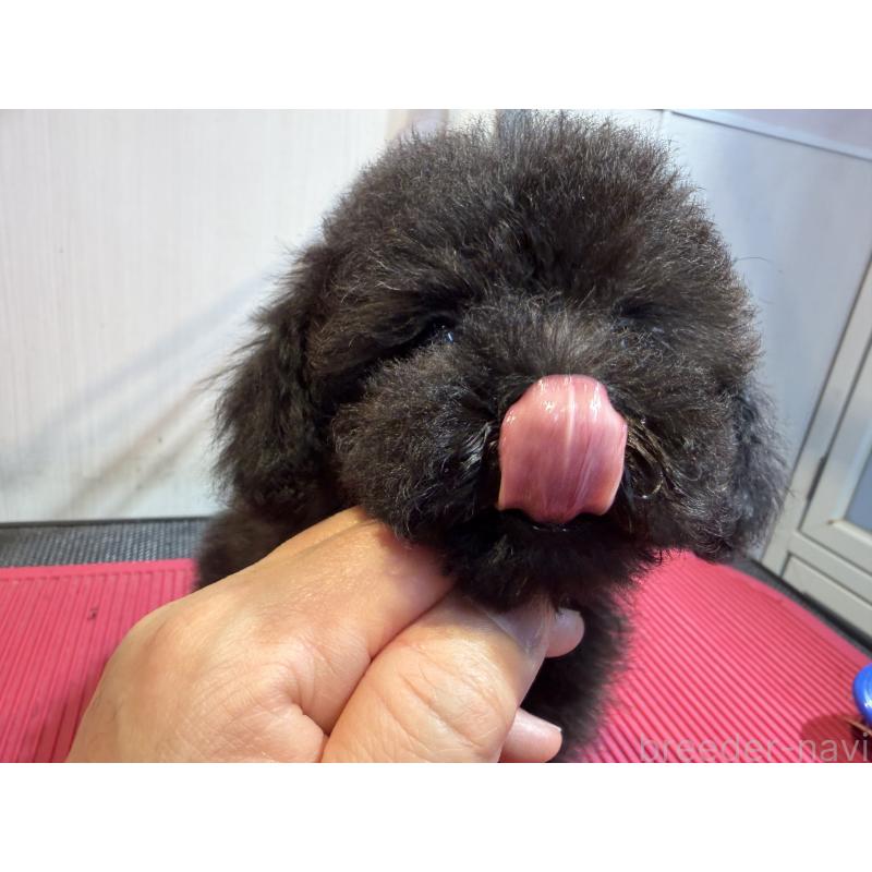 販売中の埼玉県のタイニープードル-420872の3枚目