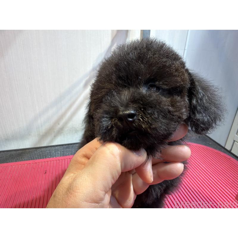 販売中の埼玉県のタイニープードル-420872の2枚目