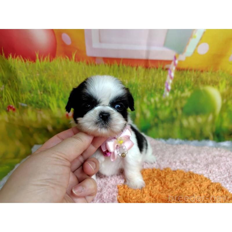 販売中の神奈川県のシーズー-447987