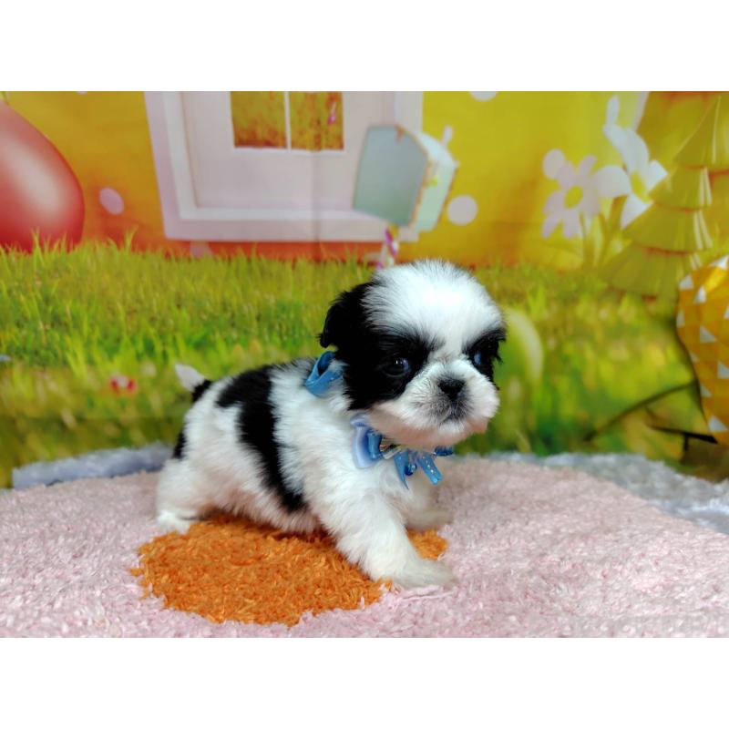 販売中の神奈川県のシーズー-447985