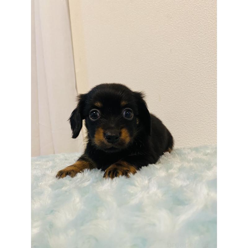 販売中の千葉県のミックス犬-449647の1枚目