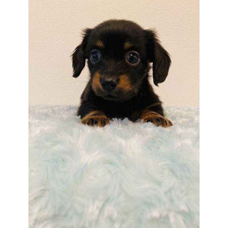 販売中の千葉県のミックス犬-449647の6枚目