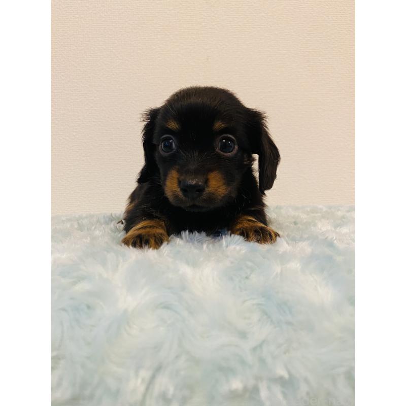 販売中の千葉県のミックス犬-449647の5枚目