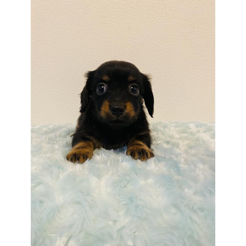 販売中の千葉県のミックス犬-449647の4枚目