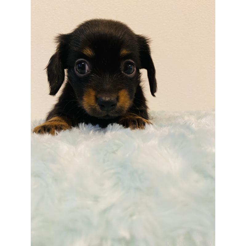 販売中の千葉県のミックス犬-449647の3枚目