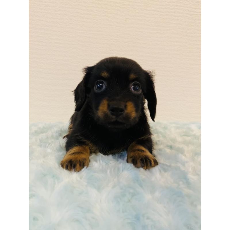 販売中の千葉県のミックス犬-449647の2枚目