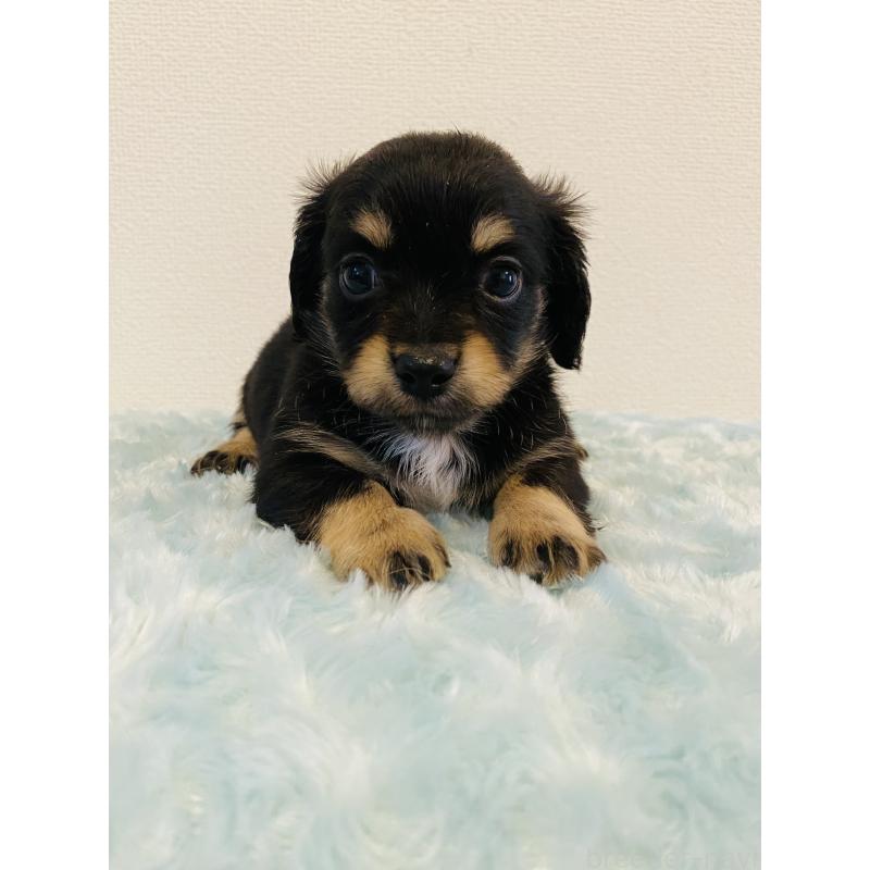 販売中の千葉県のミックス犬-449648