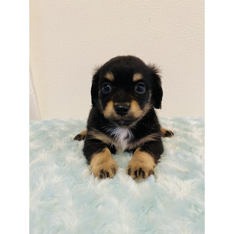 販売中の千葉県のミックス犬-449648の6枚目